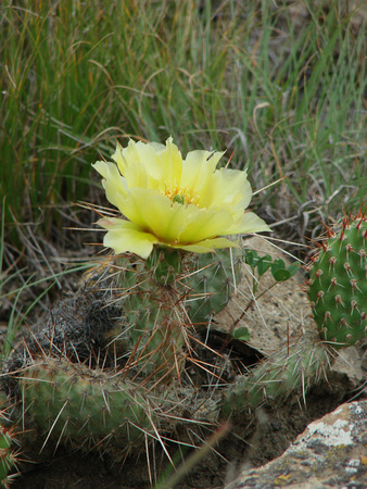 Prickly Pear Blossoming