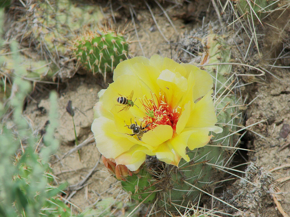 Cactus & Bees