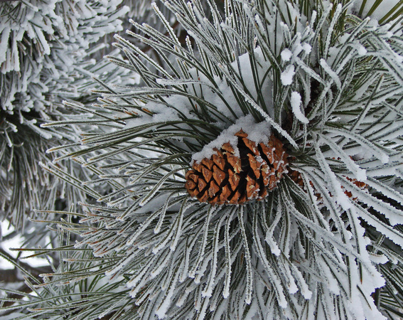 Frosty Pines