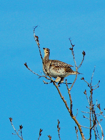 Sharptailed Grouse in Cottonwood
